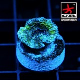 Acanthastrea Lordhowensis CR Forks