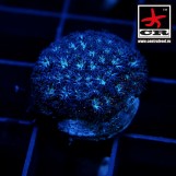 Leptastrea Black Magic