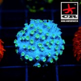 Cyphastrea Frogger