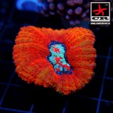 Symphyllia Aussie