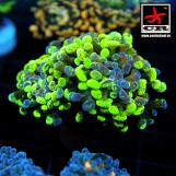 Euphyllia Paraancora CR Arkenstone