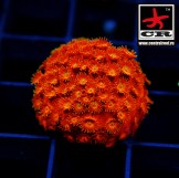 Cyphastrea Hi-C