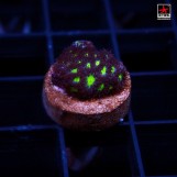 Leptastrea Grizzy Grape