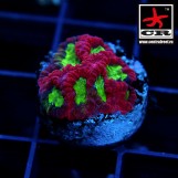 Favites CR Pink Pentagona