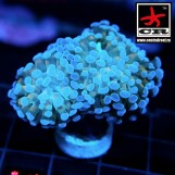 Euphyllia Paraancora CR Sunset Sky