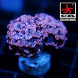 Euphyllia Paraancora CR Rose Gold