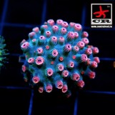 Cyphastrea CR Green Sun