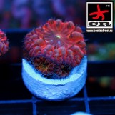 Blastomussa Wellsi