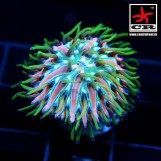 Fungia