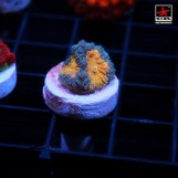 Favia CR Blue Angels