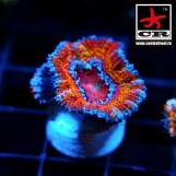 Acanthastrea Lordhowensis CR Gold Member