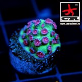 Cyphastrea Alien Pox
