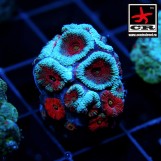 Micromussa CGC Blue Rings