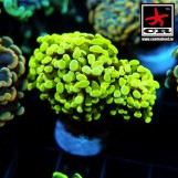 Euphyllia Paraancora CR Lime Crime