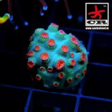 Cyphastrea CR Le Strange