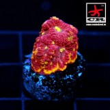 Favia BigR Inferno