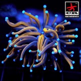 Euphyllia Torch CR Banana