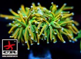 Euphyllia Torch Holy Grail 2 Heads