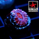 Acanthastrea Lordhowensis CR Hydra