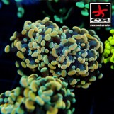 Euphyllia Paraancora CR Mutantis