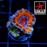 Acanthastrea Lordhowensis CR Gold Member