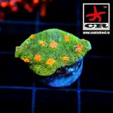Chalice Space Invader
