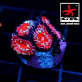 Acanthastrea Lordhowensis CR Fireman