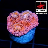 Chalice CR Arrakis