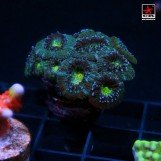 Micromussa Red/Green