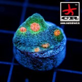 Chalice Flame Eye