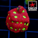 Favia Warcoral