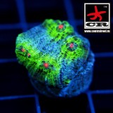 Chalice CR Intergalactic