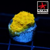 Cyphastrea Banana Cornbreds