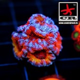 Acanthastrea Lordhowensis CR Back Draft