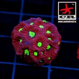 Favia Dark Warcoral