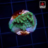 Montipora Blueberry Forest