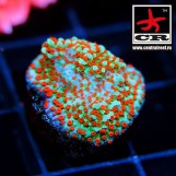 Montipora CR Aquaman