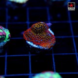 Montipora Rainbow