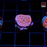 Montipora Rising Phoenix