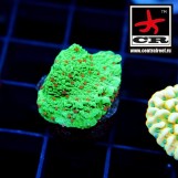 Montipora Seasons Greetings