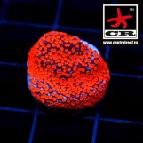 Montipora Superman