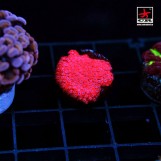 Stylocoeniella Very Pink WWC