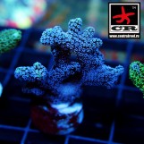 Seriatopora Caliendrum CR Purple Beauty