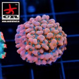 Montipora CR Tropic