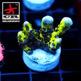 Anacropora WWC Slimeball (Montipora Hulk)