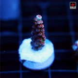 Acropora BigR Cherry Bomb