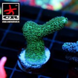 Montipora Samarensis CR Grinch