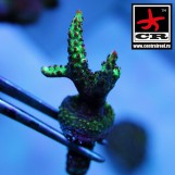 Acropora Strawberry Shortcake