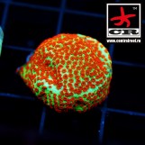 Montipora Reverse Sunset