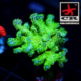 Pocillopora CR Vhagar